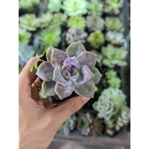 Sen đá hồng mập size bầu - full mưa nắng