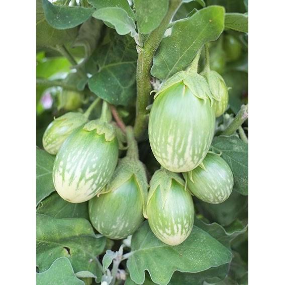 [FreeShip] Hạt Giống Cà Dĩa Vali Năng Suất Cao - gói 0.5gr