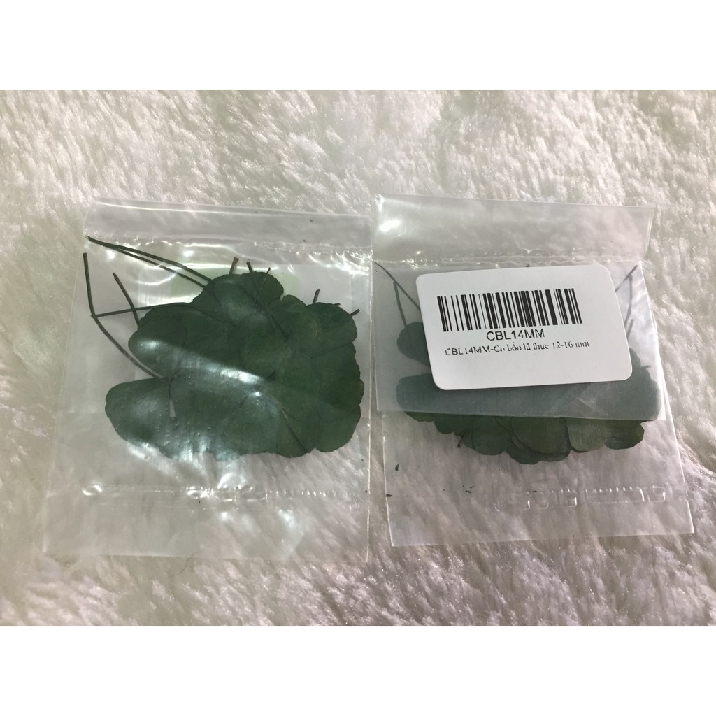 Hoa khô (Qúy khách vui lòng xem kỹ mô tả để chọn màu và size)