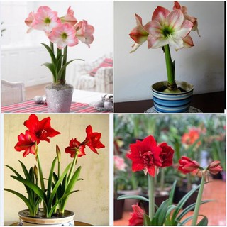Bộ 2 củ giống hoa lan huệ