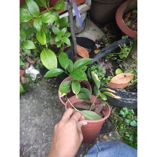 cây hoa lan tỏi giống