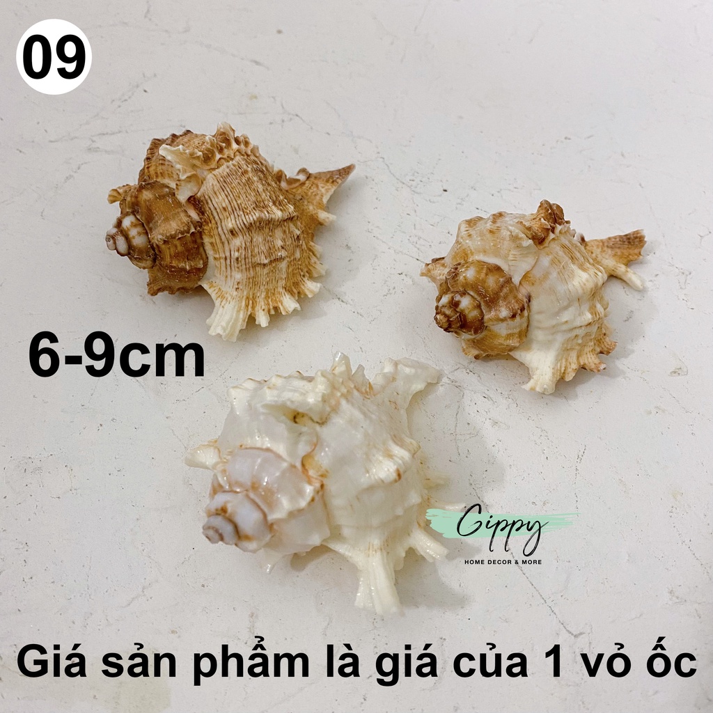 Vỏ sò, vỏ ốc, sao biển - Phụ Kiện Chụp Ảnh, trang trí thủy sinh - Gippy Decor