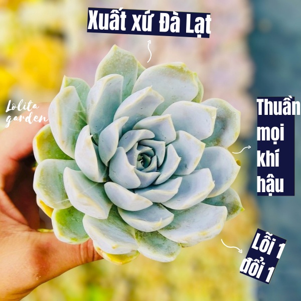 SEN ĐÁ MÓNG TAY SIZE BÉ, HÀNG ĐÀ LẠT, SIÊU XINH SIÊU KHỎE, LỖI 1 ĐỔI 1