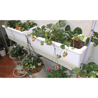 Hạt giống Dâu tây đỏ - Gói 50 hạt