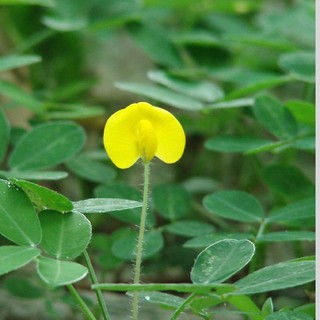 Hạt Giống Cỏ Lạc Dại  - Cỏ Đậu Phỗng Trồng Làm Cảnh