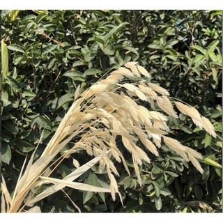 HOA KHÔ CỎ HY VỌNG TRANG TRÍ, DECOR