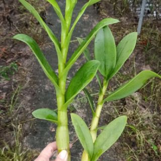 Denro nắng rồng vàng