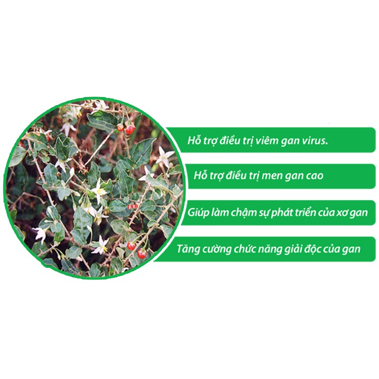 Cao cà gai leo Minh Nhi - lọ 100gr