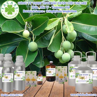 Dầu mù u Tamanu oil - 100ml
