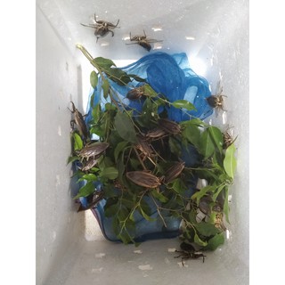 Mắm Cà Cuống