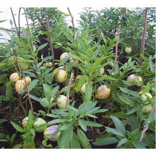 20H - HẠT GIỐNG DƯA PEPINO