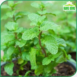 Hạt giống húng lủi