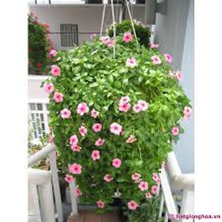 HẠT GIỐNG HOA DỪA CẠN