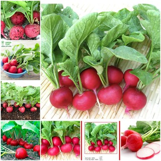 Hạt giống củ cải đỏ 5 gram/gói