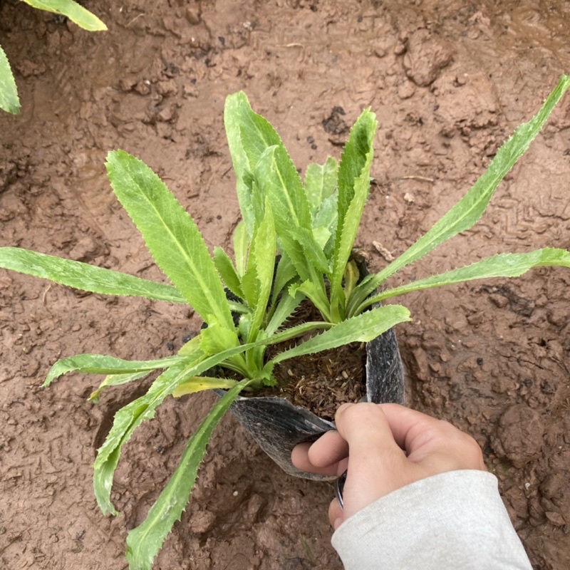 Cây rau mùi tàu trồng bịch đen dùng làm gia vị trong các món ăn