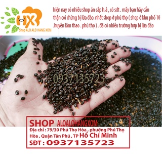 Hạt giống tràm lai -500 gram