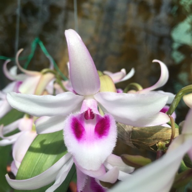 Cây giống Phong lan Phi điệp hoà bình
