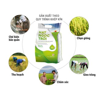 Gạo Bạch Dương Hạt Ngọc Trời 5kg