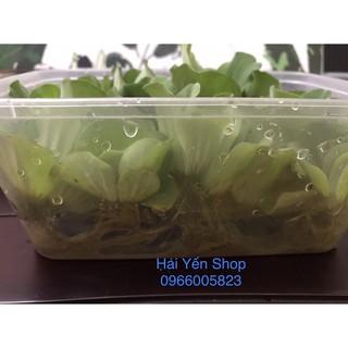 10 cây Bèo cái thủy sinh thả bể cá cảnh