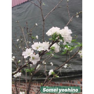 Cây Hoa Anh Đào Nhật Bản Giống Nhập Khẩu (さくら)