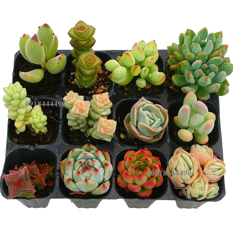 Combo 3 cây hoặc 1 cây sen đá sống khỏe dáng đẹp đa dạng mẫu mã