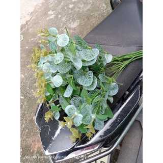 1 cụm lá táo 16 nhánh