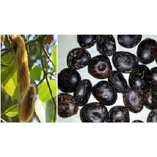 10 Hạt Đậu Lào Loại 01 355sp