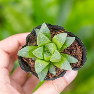 Sen đá guốc 5-7cm - Vườn sen đá