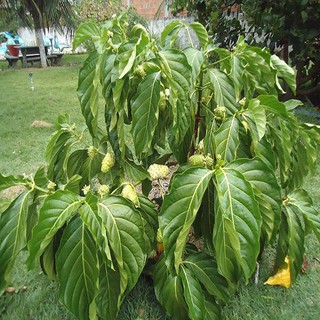 Combo 2 cây giống nhàu