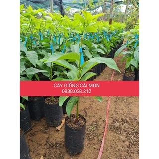 CÂY BƠ SÁP TRÁI DÀI 034