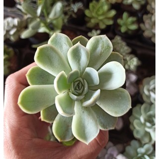 Sen đá bông mai hay liên đài xanh, bánh bông lan (Đọc mô tả) Echeveria elegans “Mexican Snowball”