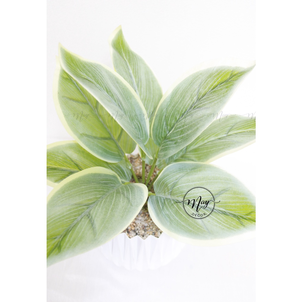 Cây giả, Chậu cây Môn,Bạch Mã kèm Chậu Nhựa Kim Cương