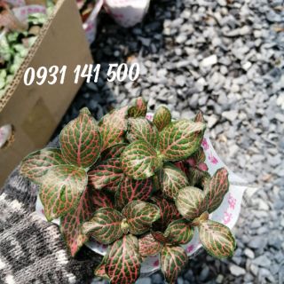 Lá may mắn (Fittonia)