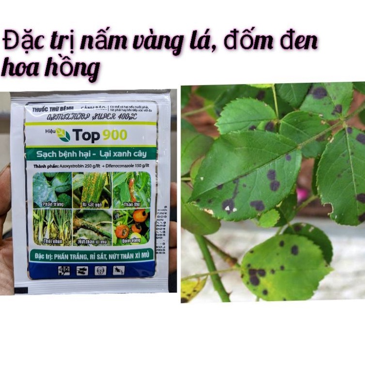 Chế phẩm xử lý nấm bệnh Amistatop. Trị vàng lá, đốm lá, thán thư, tẩy mã, đốm lá hoa hồng