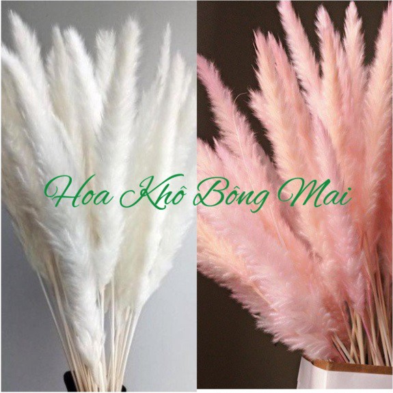 🌸Loại đẹp🌸Combo 3 cành Cỏ Lau Khô Pampass Grass cao 45-50cm decor trang trí nhà cửa, đạo cụ chụp ảnh