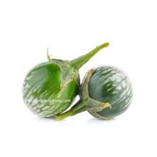 HẠT GIỐNG CÀ DĨA RD709