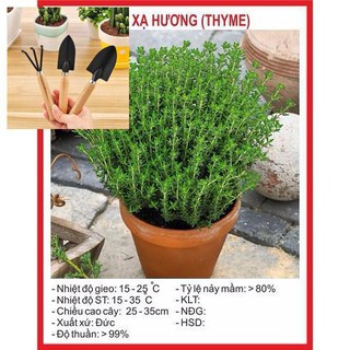 Hạt giống Cỏ Xạ Hương(Thyme) - 100 Hạt TẶNG BỘ LÀM VƯƠN MINI