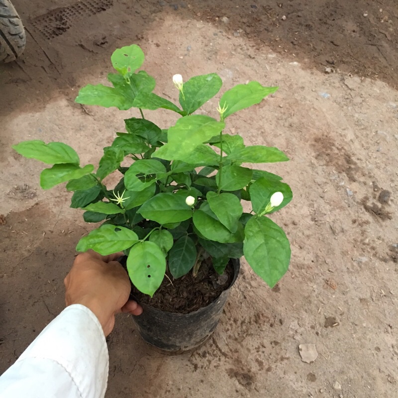 Cây hoa nhài ta  – Loài hoa với hương thơm nồng nàn ,cây cao 20-25cm