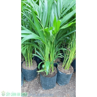 Cây cau vàng cao 60-70cm