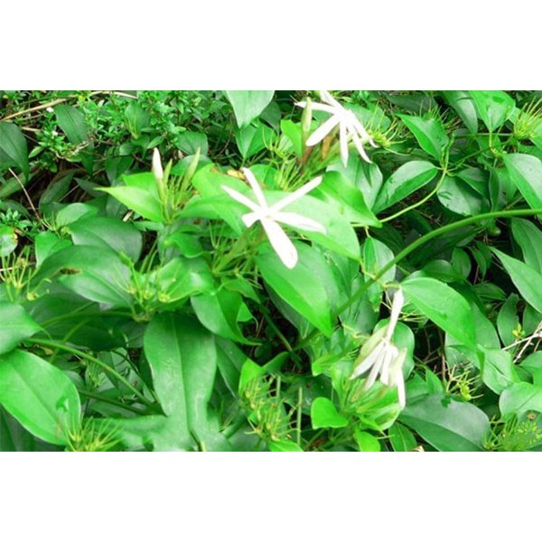 Cao Chè Vằng - Thảo dược Minh Nhi lọ thủy tinh 100g | BigBuy360 - bigbuy360.vn