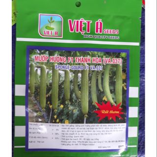 Mướp hương F1 thanh hoa (VA.037)