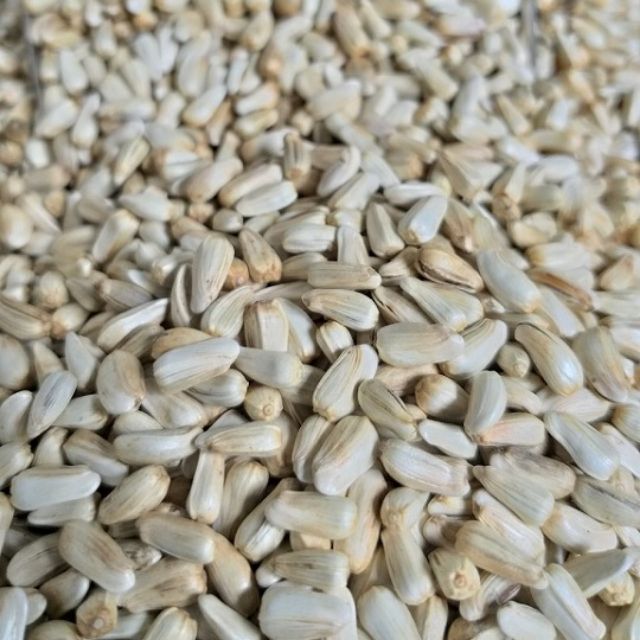 1KG Hạt Kham Cho Gà Đá Hướng Dương Trắng Cho Vẹt Hạt Kham Cho Vẹt Hướng Dương Trắng Cho Gà Đá