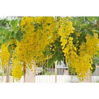 Cây Hoa Muồng Hoàng Yến