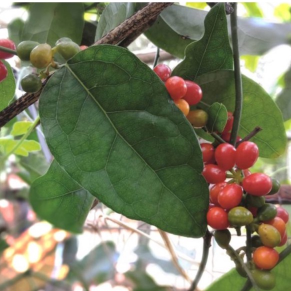 3 hạt lá móc mật 👉 ☘️ dễ nảy mầm 🌱 lên nhanh, nhiều lá