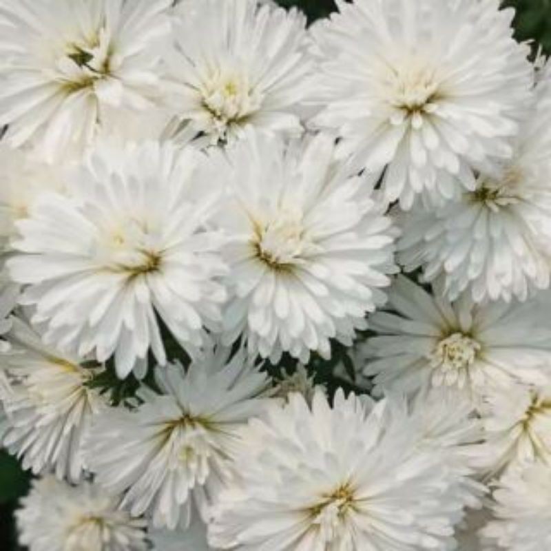 Combo 9 màu hoa thạch thảo