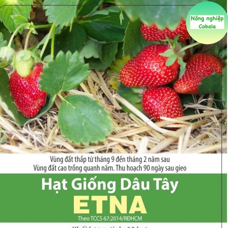 Hạt Giống Dâu Tây Đỏ Siêu Trái, Thơm Ngọt 0.05gr