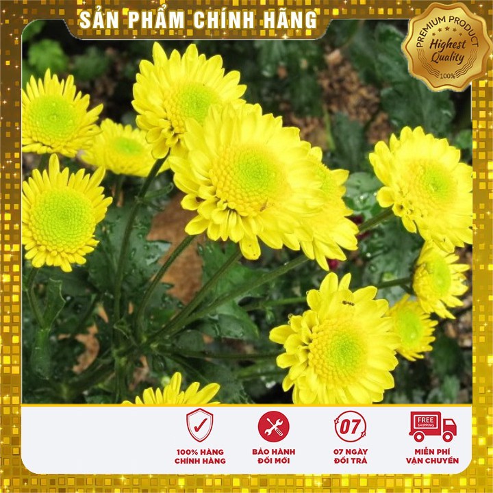 COMBO 5 gói hạt giống hoa cúc vàng tết TẶNG 1 cúc lobelia