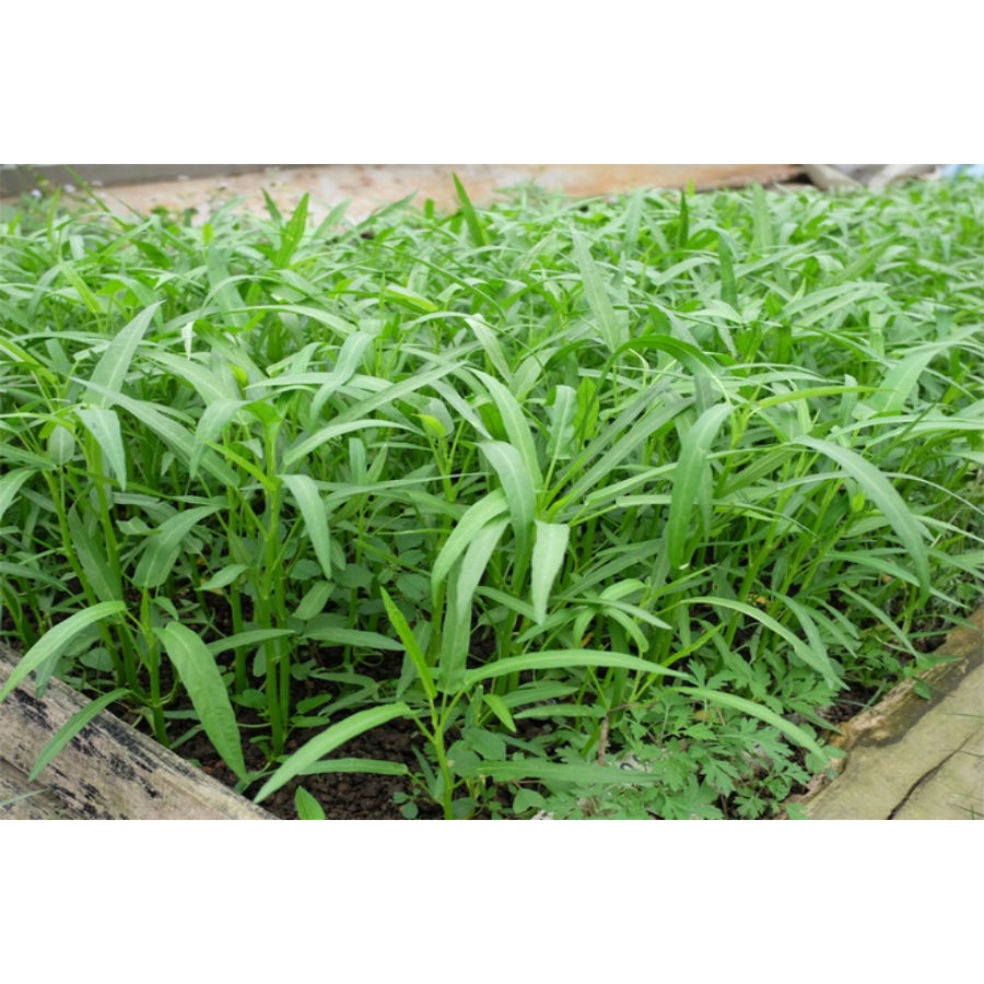 Hạt giống rau muống lá tre dễ trồng tỷ lệ nảy mầm cao - 100 hạt/ 1 gói