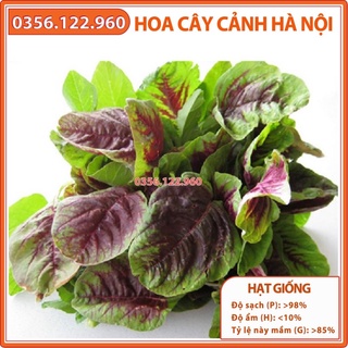 Hạt giống rau dền khoang cao sản - Gói 20g