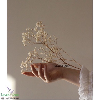 Hoa baby ướp siêu đẹp, siêu bền, siêu rẻ, cắm bình trang trí hoặc trang trí chụp ảnh sản phẩm, làm quà tặng